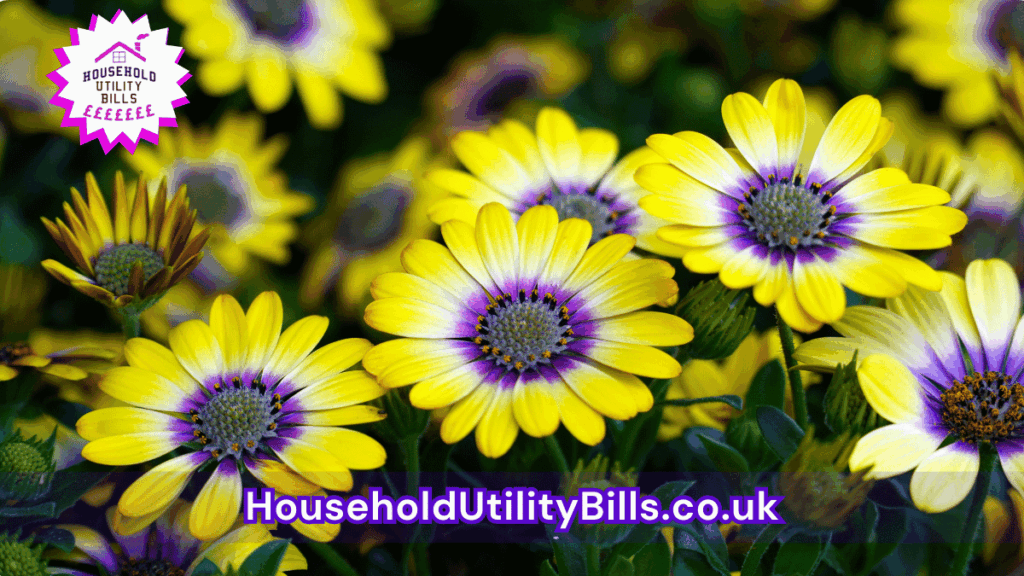 122 Bulk 28 Hubs 4 Homecare Image Template