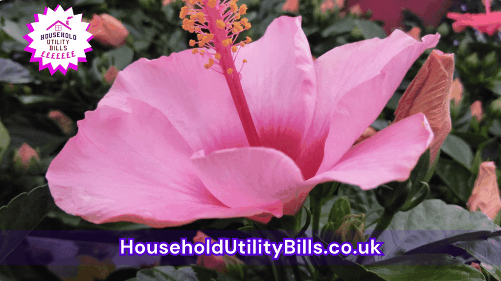 176 Bulk 55 Hubs 4 Homecare Image Template