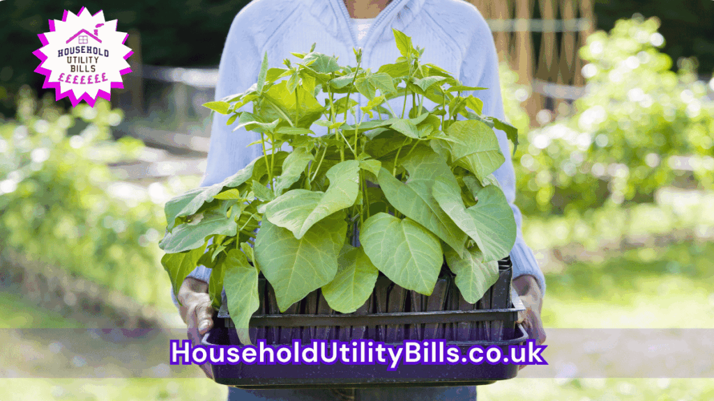 197 Bulk 97 Hubs 4 Homecare Image Template