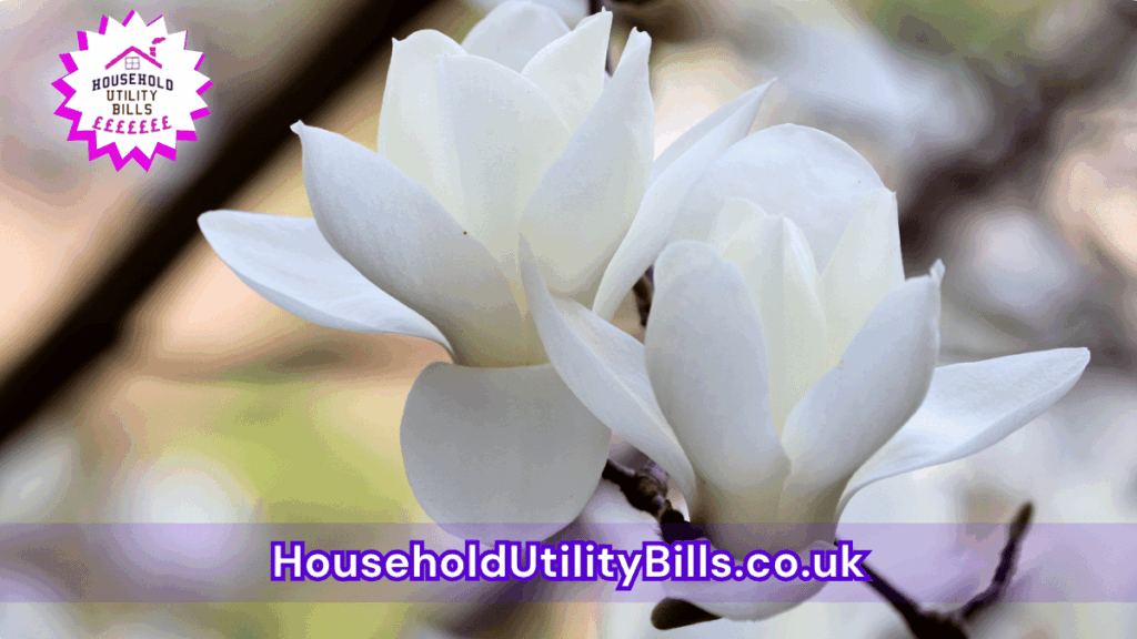 24 Bulk 23 Hubs 4 Homecare Image Template