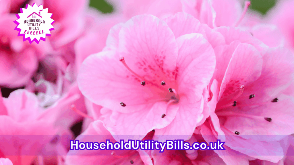 39 Bulk 62 Hubs 4 Homecare Image Template