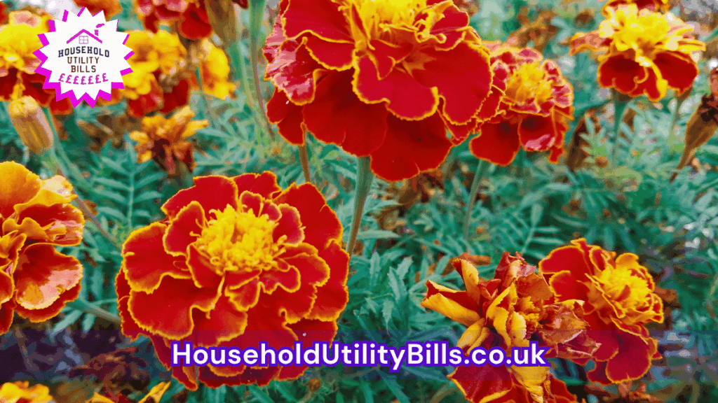 51 Bulk 54 Hubs 4 Homecare Image Template