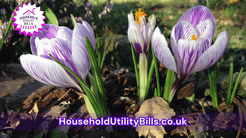 60 Bulk 31 Hubs 4 Homecare Image Template