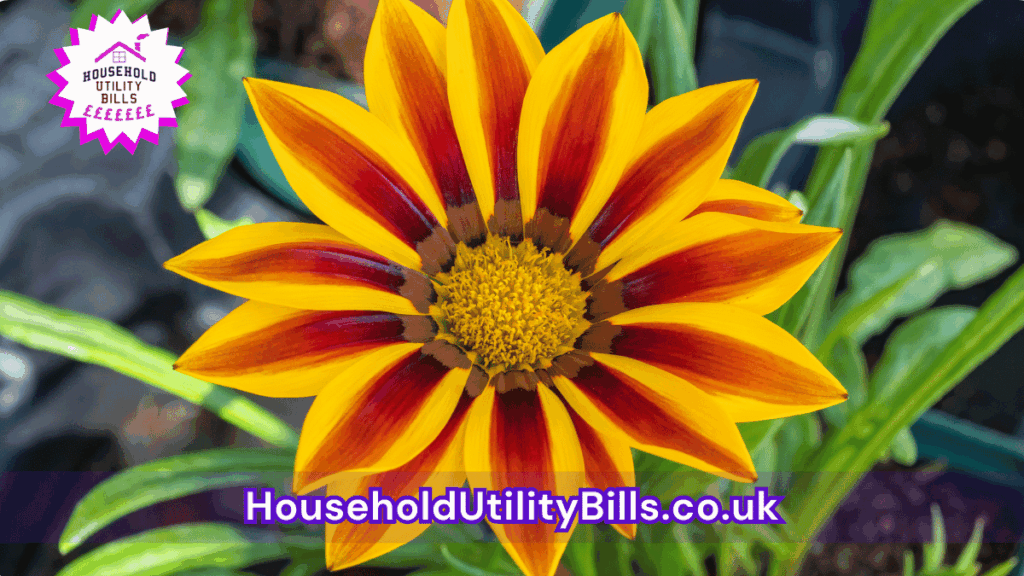 80 Bulk 53 Hubs 4 Homecare Image Template