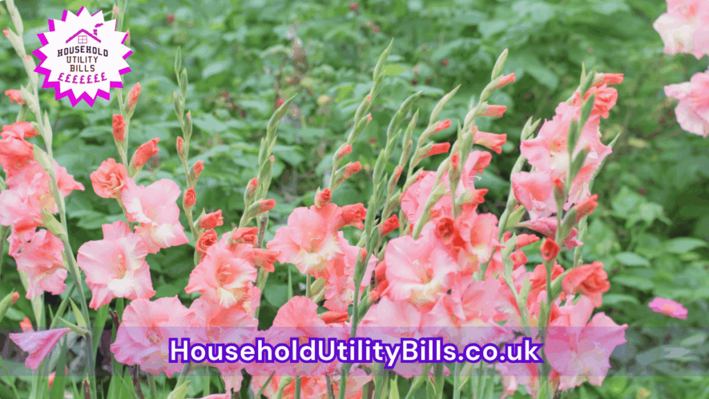 81 Bulk 56 Hubs 4 Homecare Image Template