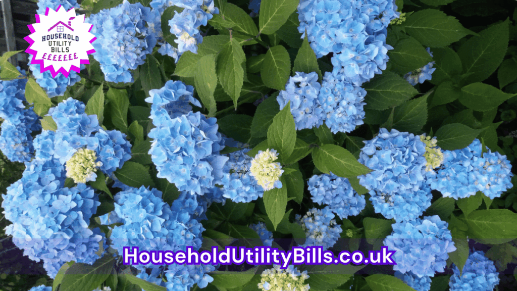 88 Bulk 33 Hubs 4 Homecare Image Template