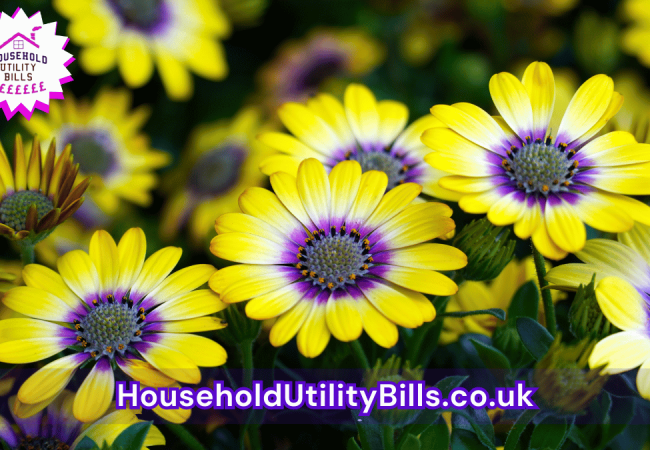 122_(Bulk 28) HUBS 4 HomeCare Image Template
