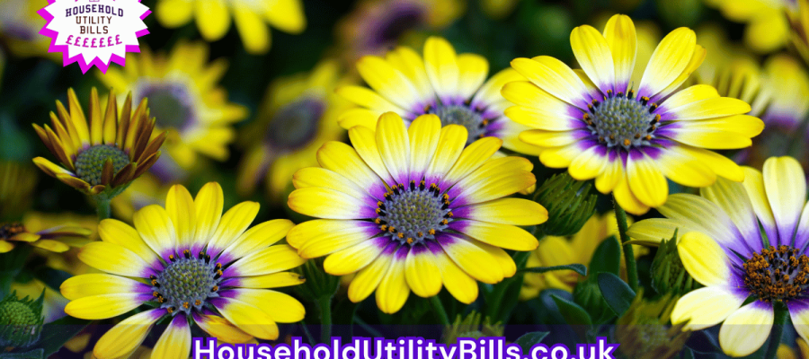 122_(Bulk 28) HUBS 4 HomeCare Image Template