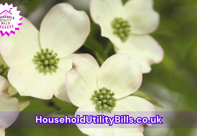 138_(Bulk 74) HUBS 4 HomeCare Image Template