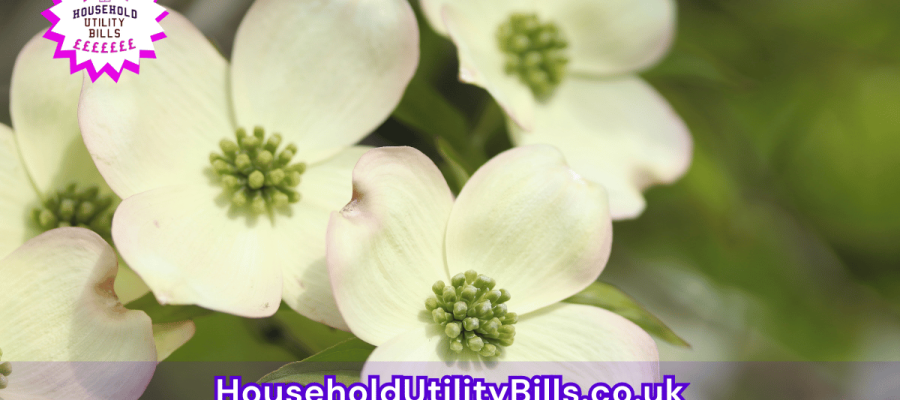 138_(Bulk 74) HUBS 4 HomeCare Image Template