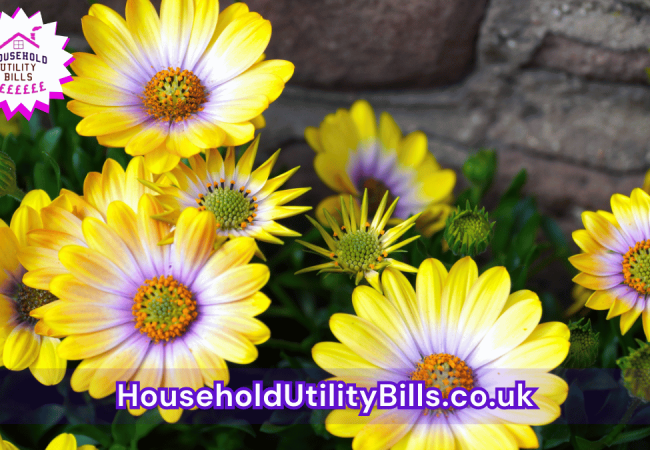 140_(Bulk 29) HUBS 4 HomeCare Image Template