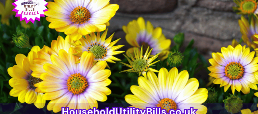 140_(Bulk 29) HUBS 4 HomeCare Image Template