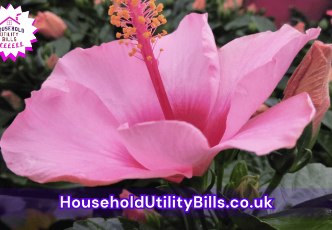 176_(Bulk 55) HUBS 4 HomeCare Image Template