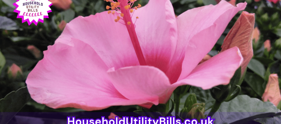 176_(Bulk 55) HUBS 4 HomeCare Image Template
