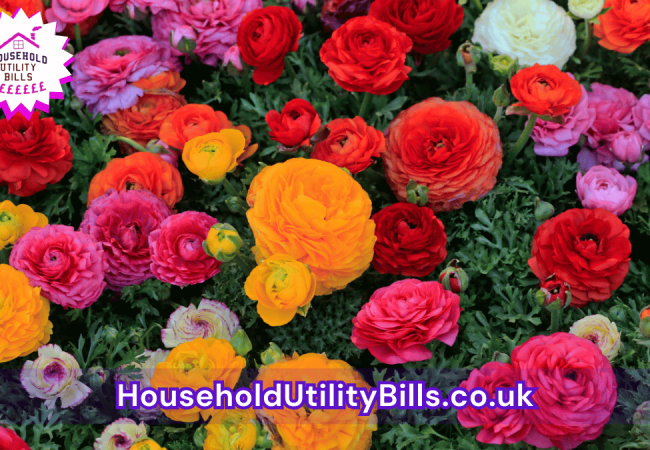 178_(Bulk 20) HUBS 4 HomeCare Image Template