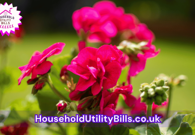 199_(Bulk 51) HUBS 4 HomeCare Image Template