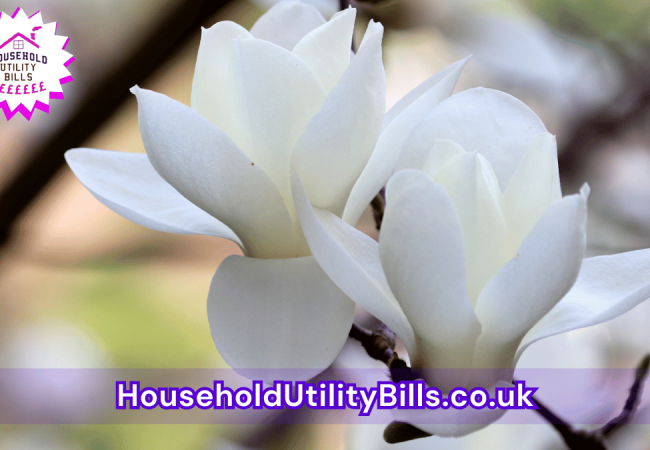 24_(Bulk 23) HUBS 4 HomeCare Image Template