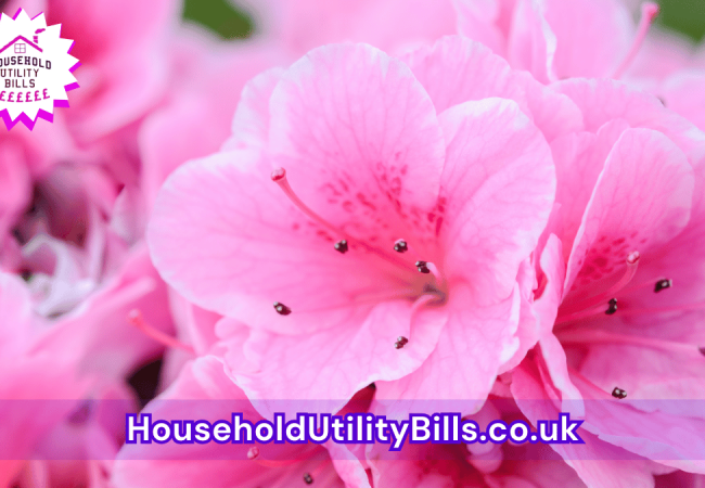 39_(Bulk 62) HUBS 4 HomeCare Image Template