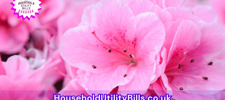 39_(Bulk 62) HUBS 4 HomeCare Image Template