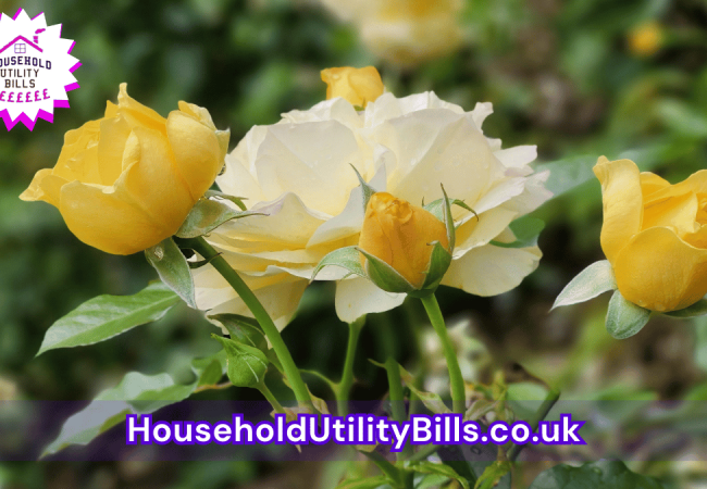 40_(Bulk 24) HUBS 4 HomeCare Image Template