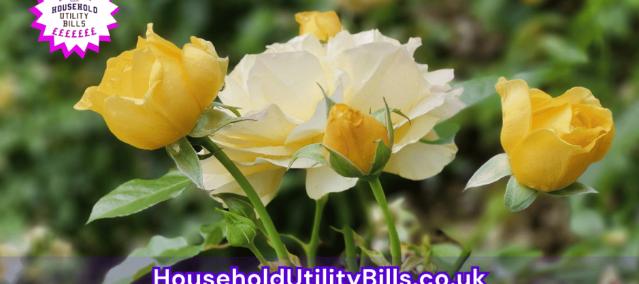 40_(Bulk 24) HUBS 4 HomeCare Image Template