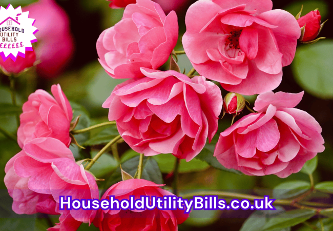 43_(Bulk 73) HUBS 4 HomeCare Image Template