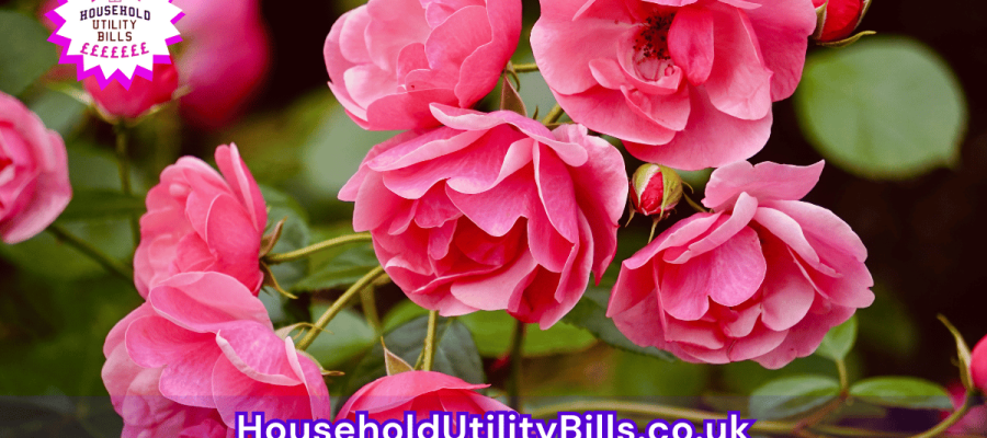 43_(Bulk 73) HUBS 4 HomeCare Image Template
