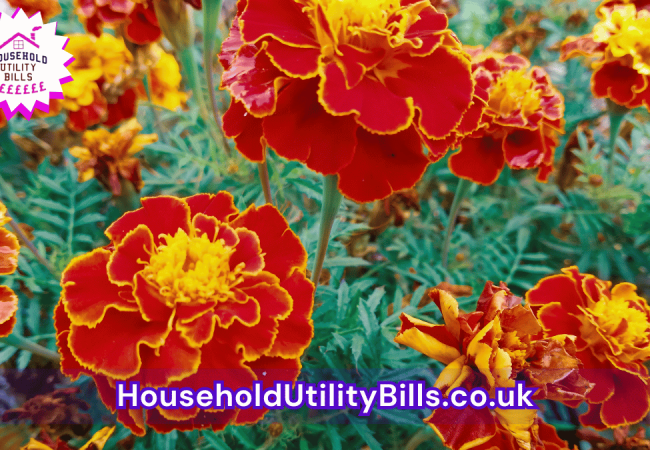 51_(Bulk 54) HUBS 4 HomeCare Image Template