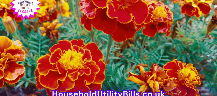51_(Bulk 54) HUBS 4 HomeCare Image Template