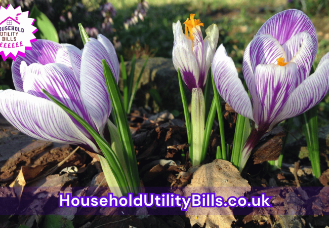 60_(Bulk 31) HUBS 4 HomeCare Image Template
