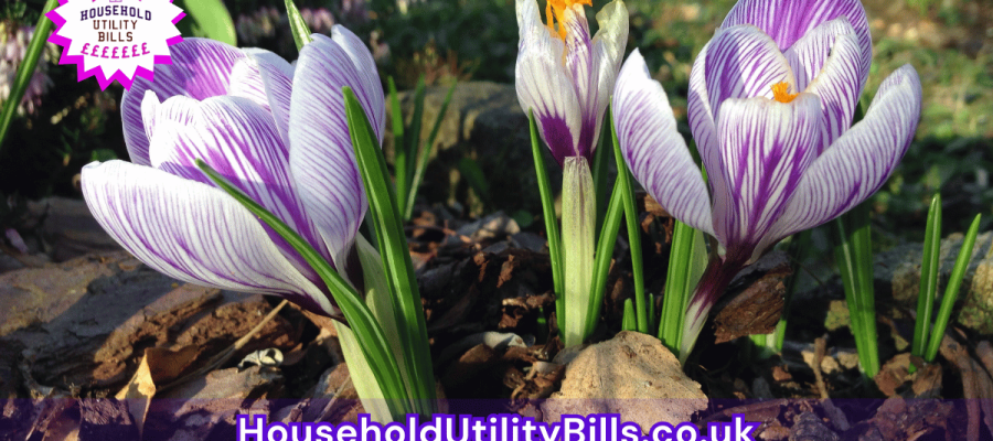 60_(Bulk 31) HUBS 4 HomeCare Image Template
