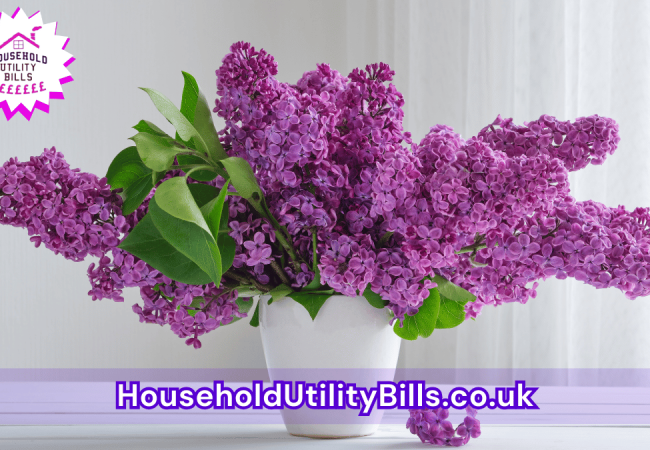 69_(Bulk 71) HUBS 2 HomeCare Image Template