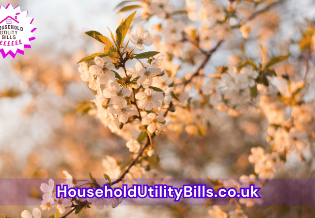 72_(Bulk 25) HUBS 4 HomeCare Image Template