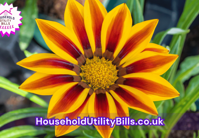 80_(Bulk 53) HUBS 4 HomeCare Image Template