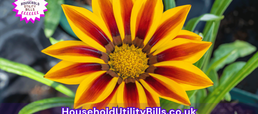 80_(Bulk 53) HUBS 4 HomeCare Image Template