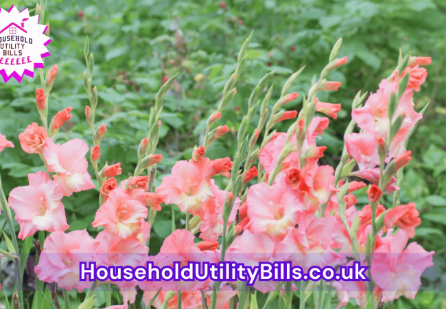 81_(Bulk 56) HUBS 4 HomeCare Image Template