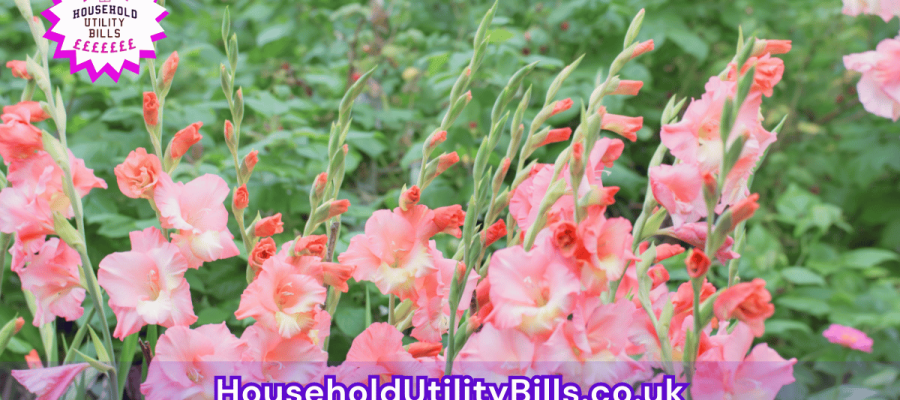 81_(Bulk 56) HUBS 4 HomeCare Image Template