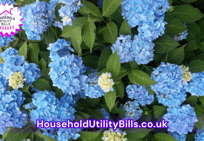 88_(Bulk 33) HUBS 4 HomeCare Image Template