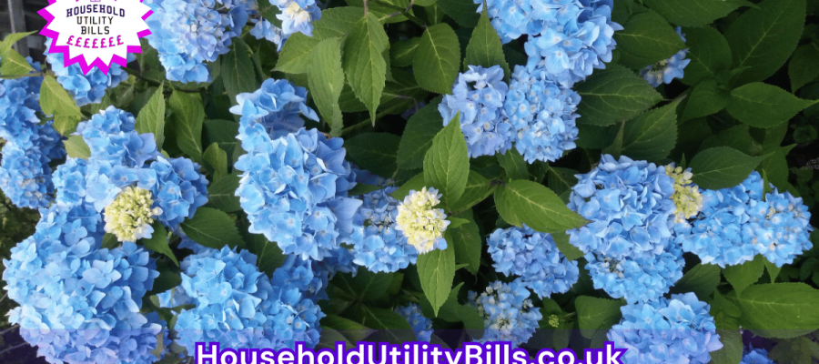 88_(Bulk 33) HUBS 4 HomeCare Image Template